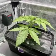 dirty banana gen1 /DWC