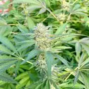 greenhouse26