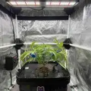 dirty banana gen1 /DWC