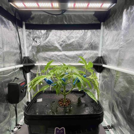 dirty banana gen1 /DWC