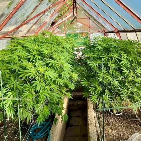 greenhouse26
