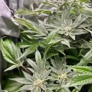 lemon berry clon /DWC