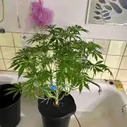 dirty banana gen1 /DWC