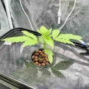 dirty banana gen1 /DWC