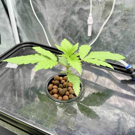 dirty banana gen1 /DWC