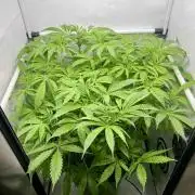 dirty banana gen1 /DWC