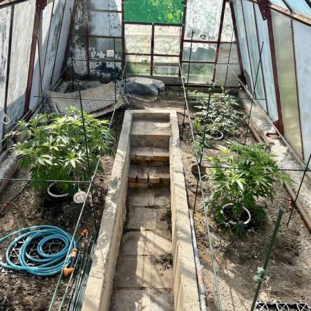 greenhouse26
