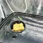 ETHOS: :dirty banana gen1 /DWC