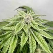 dirty banana gen1 /DWC