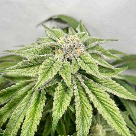 dirty banana gen1 /DWC