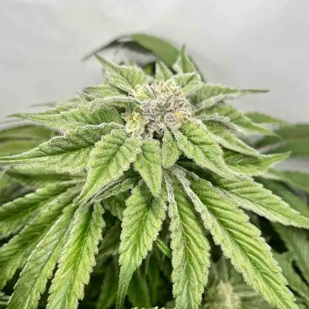 dirty banana gen1 /DWC