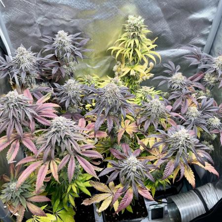 phenohunt26 /living soil