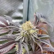 phenohunt26