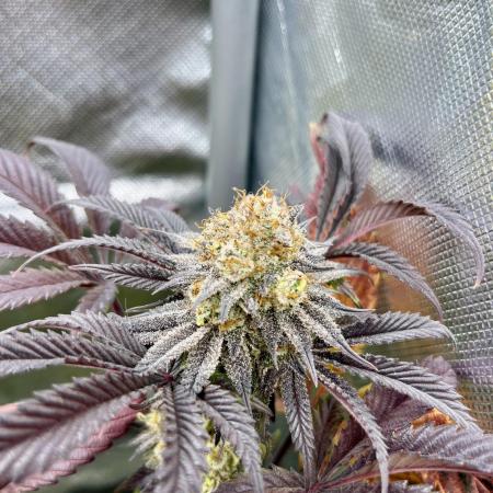 phenohunt26