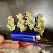 lemon berry clon /DWC