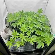 phenohunt26 /living soil