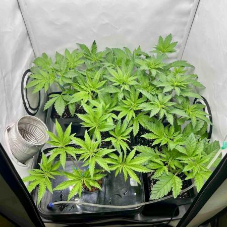 phenohunt26 /living soil