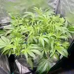 ETHOS: :berry clon /DWC