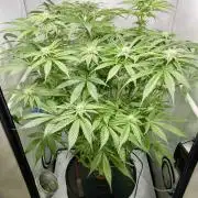 dirty banana gen1 /DWC