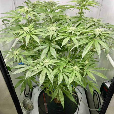 dirty banana gen1 /DWC