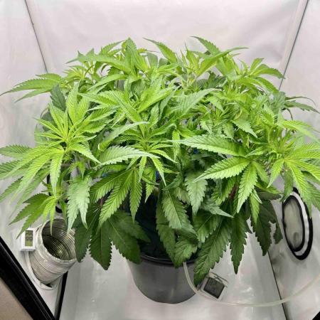 ETHOS: :cherry clon /DWC