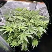 lemon berry clon /DWC