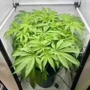 dirty banana gen1 /DWC