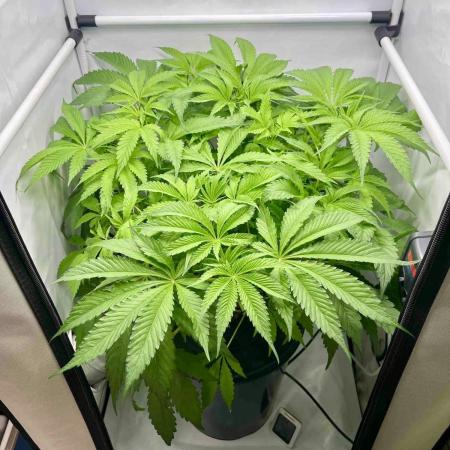 dirty banana gen1 /DWC