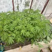 greenhouse26