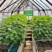 greenhouse26
