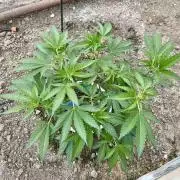 greenhouse26