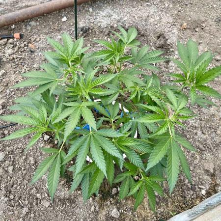 greenhouse26