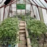 greenhouse26