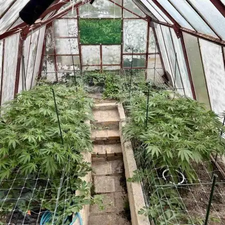 greenhouse26
