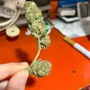 greenhouse26