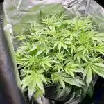 EarlyLemonBerry #1 x Grandpa'sCookies #6