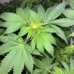 Og cream by farahweed