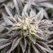 Og cream by farah4weed