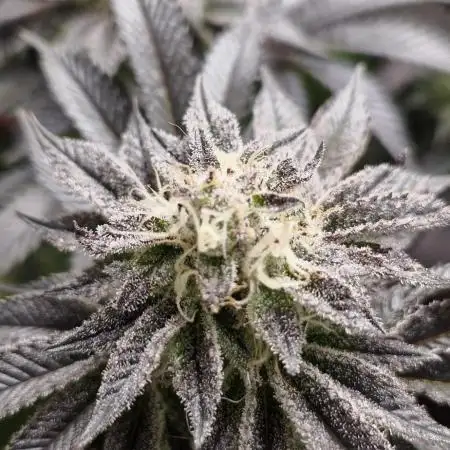 Og cream by farah4weed