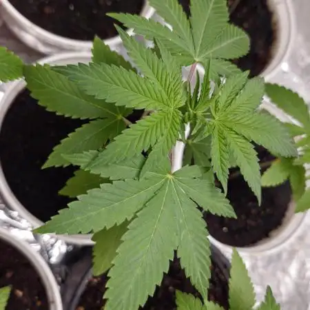 Og cream by farahweed