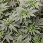 Og cream by farahweed