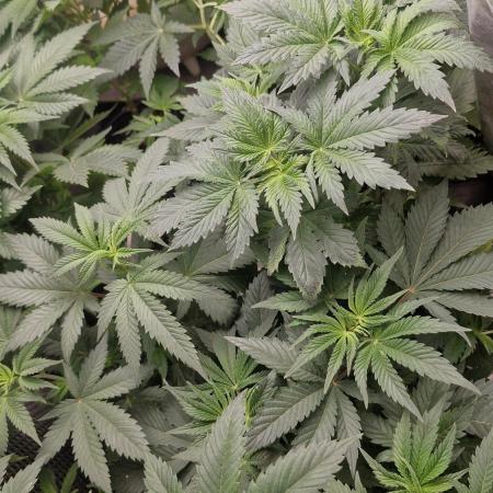 Og cream by farahweed