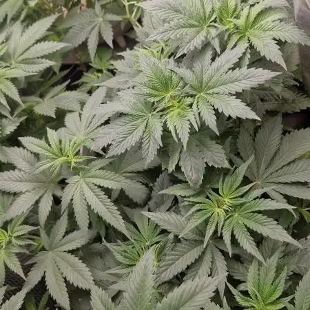 Og cream by farahweed