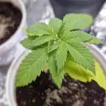 Og cream by farahweed