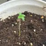 Og cream by farahweed