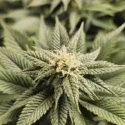 Og cream by farahweed