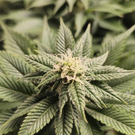 Og cream by farahweed