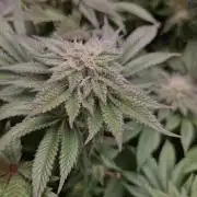 Og cream by farah4weed