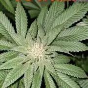 Og cream by farahweed