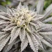 Og cream by farah4weed